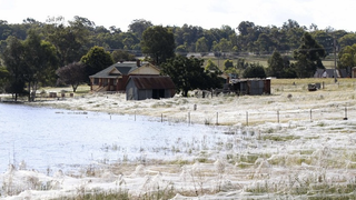 Massive spiderwebs engulf Australian town as arachnids escape floods